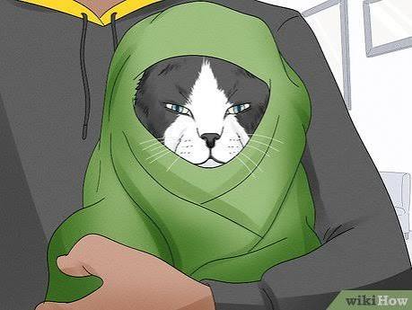 How to Keep Pets Safe During Power Outages and Severe Weather