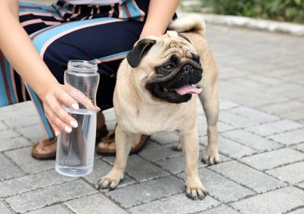How to Tell If Your Pet Is Dehydrated at Home