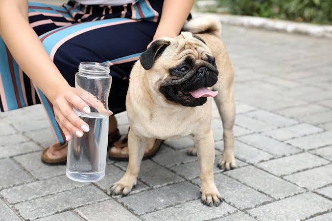 How to Tell If Your Pet Is Dehydrated at Home