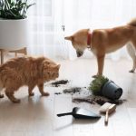 Indoor Hazards for Pets Cords, Cleaners, Plants, and Small Objects