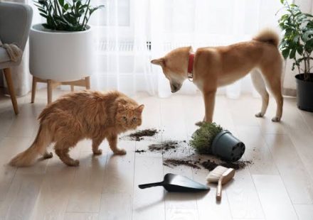 Indoor Hazards for Pets Cords, Cleaners, Plants, and Small Objects