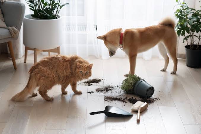 Indoor Hazards for Pets Cords, Cleaners, Plants, and Small Objects