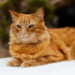 Pet Body Language Basics Signs Your Dog or Cat Is Stressed, Happy, or Painful