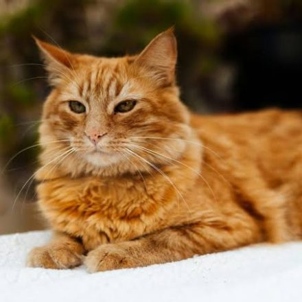 Pet Body Language Basics Signs Your Dog or Cat Is Stressed, Happy, or Painful