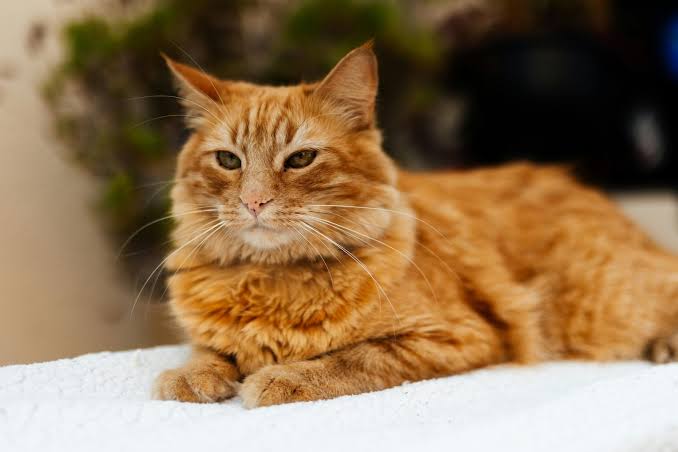 Pet Body Language Basics Signs Your Dog or Cat Is Stressed, Happy, or Painful