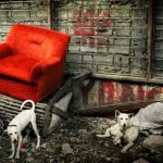 Pet Safety Emergencies — The Complete Guide