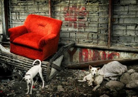 Pet Safety Emergencies — The Complete Guide