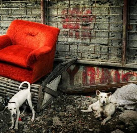 Pet Safety Emergencies — The Complete Guide