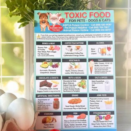 Poisonous Foods for Dogs and Cats A Simple Home Safety Guide