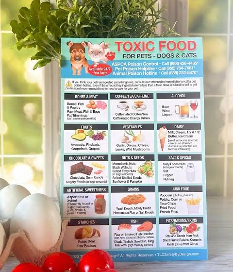 Poisonous Foods for Dogs and Cats A Simple Home Safety Guide
