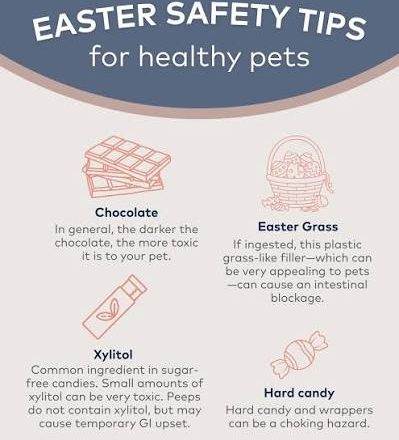 Seasonal Pet Hazards — The Complete Guide