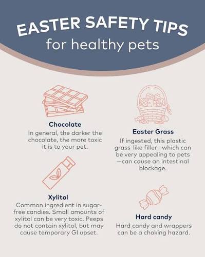 Seasonal Pet Hazards — The Complete Guide
