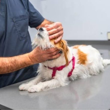 Signs Your Pet Needs an Emergency Vet Visit Symptoms You Should Not Ignore