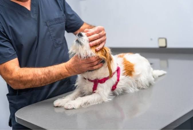 Signs Your Pet Needs an Emergency Vet Visit Symptoms You Should Not Ignore