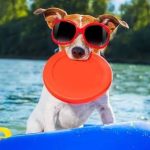Summer Pet Safety Tips for Heat, Dehydration, and Hot Pavement