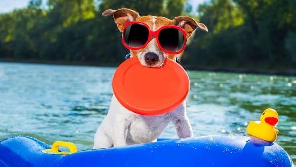 Summer Pet Safety Tips for Heat, Dehydration, and Hot Pavement