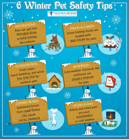 Winter Pet Safety Tips for Cold Weather, Ice, and Salt Exposure